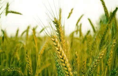 土壤檢測(cè)需要哪些設(shè)備？常用儀器介紹