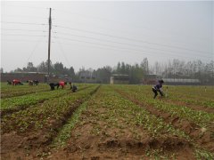 土壤養(yǎng)分速測儀的速測方法是什么？