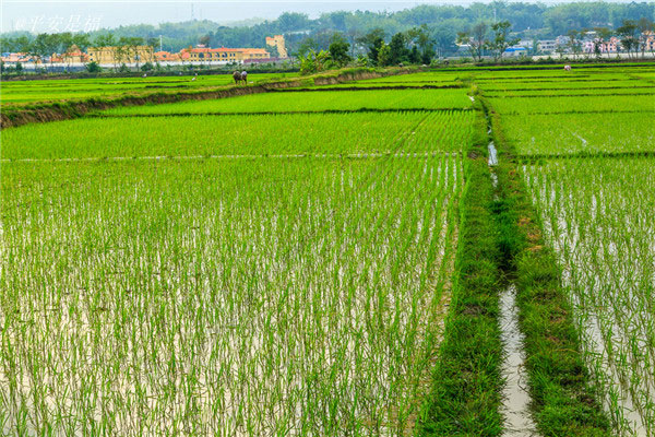 土壤水分速測(cè)儀和土壤水分傳感器的介紹