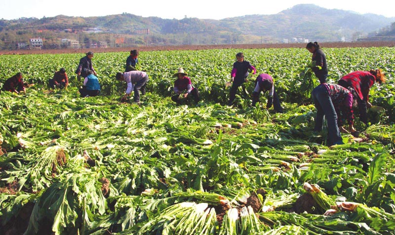 土壤墑情監(jiān)測(cè)站 土壤墑情監(jiān)測(cè)站