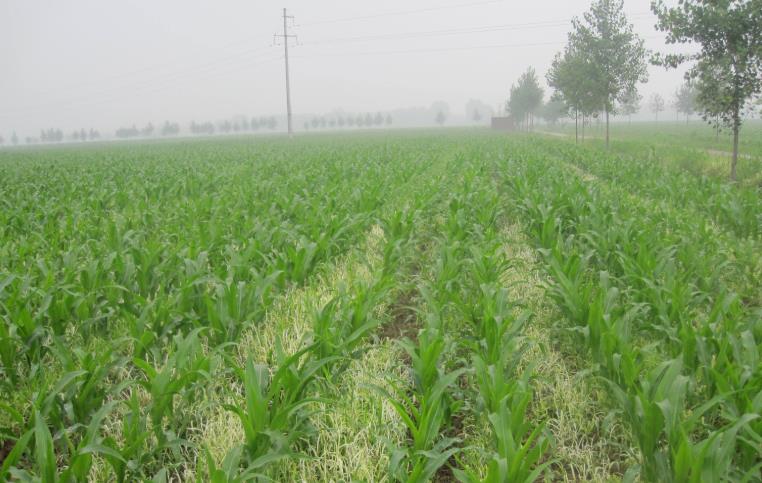 基于物聯網的農業(yè)墑情監(jiān)測系統(tǒng)