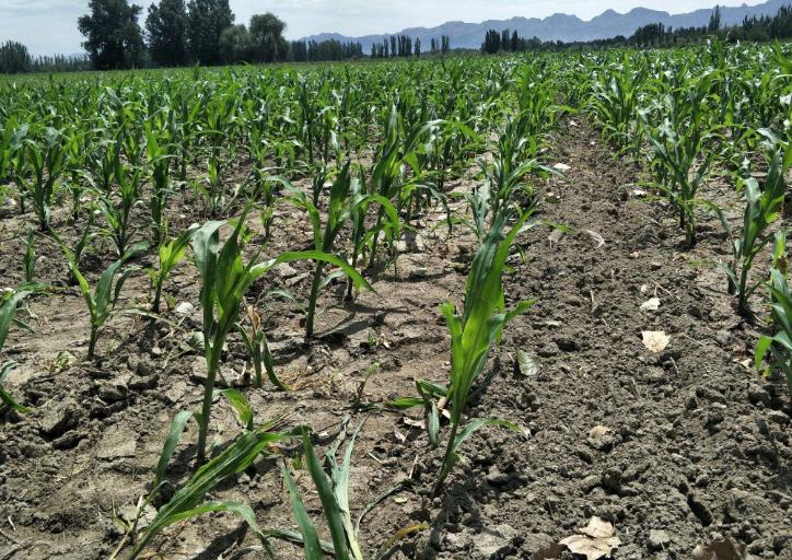 土壤墑情監(jiān)測(cè)系統(tǒng)以及常用的墑情等級(jí)判斷方法 土壤墑情監(jiān)測(cè)系統(tǒng)以及常用的墑情等級(jí)判斷方法