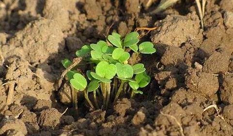 有了物聯(lián)網(wǎng)，土壤墑情監(jiān)測系統(tǒng)才有了“生命”！