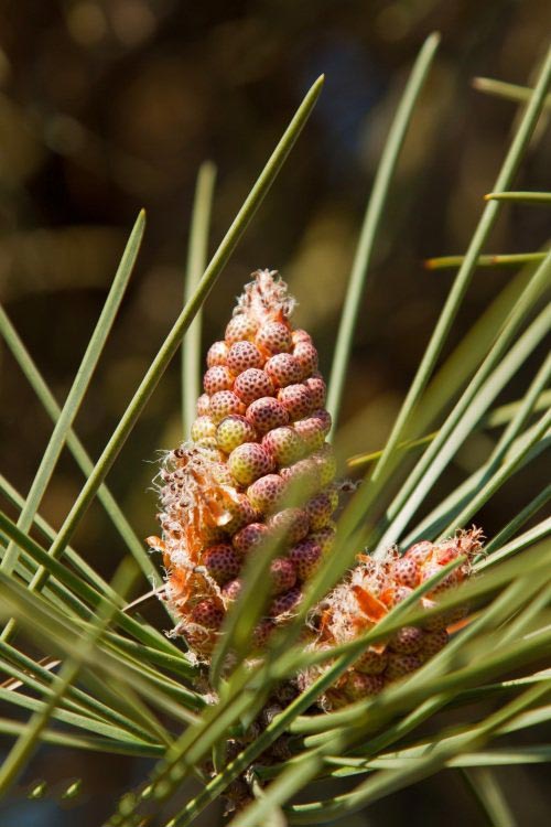 土壤水分實時監(jiān)測設備是如何在菠蘿園發(fā)揮作用的？