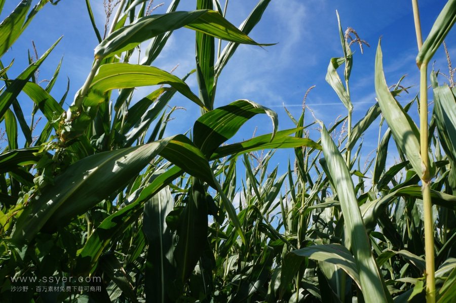 農(nóng)業(yè)節(jié)水，如何用科技支撐？